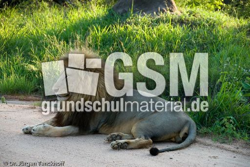 Löwen (25 von 69).jpg